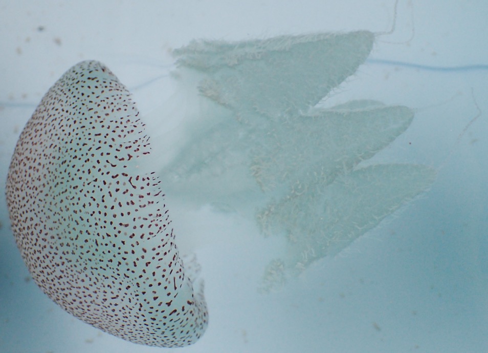 ヒョウ柄の模様を持つクラゲ「ヒョウガライトヒキクラゲ」を世界初展示！ — 北里大学