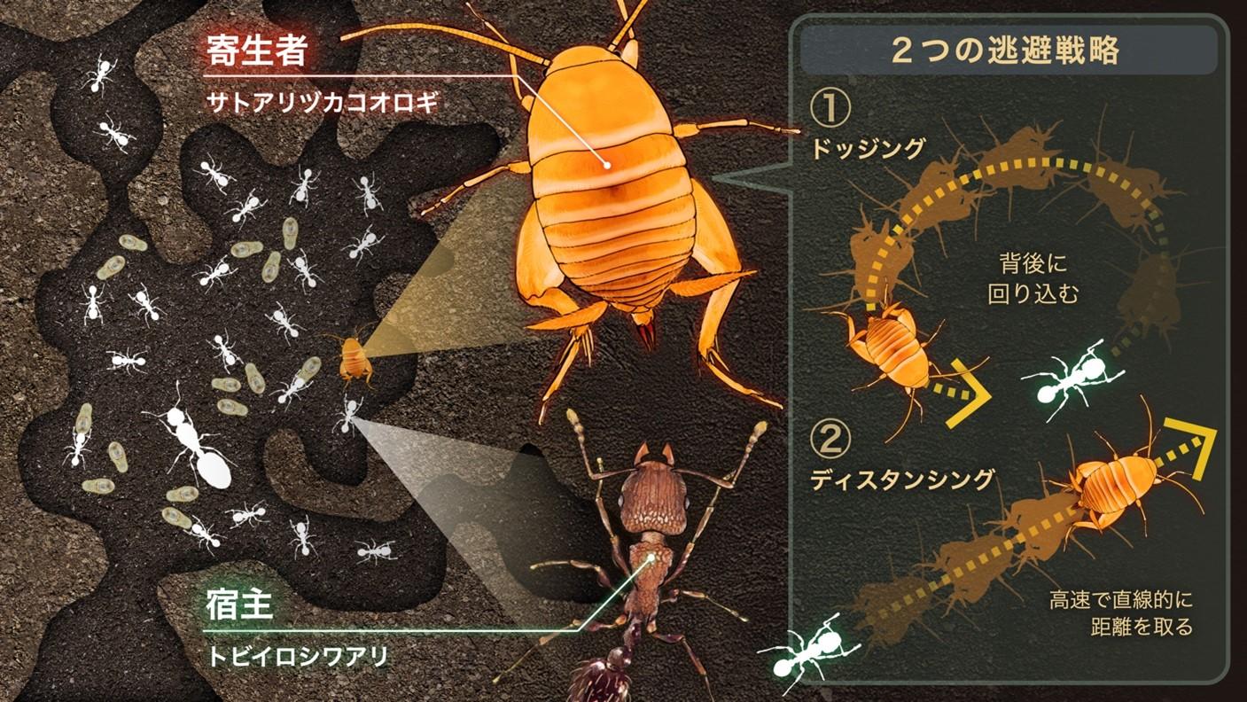 【名古屋大学】四面楚歌をどう切り抜ける？　～アリの巣内部で暮らすコオロギの逃避戦略～