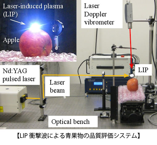芝浦工業大学 — 青果物の品質を非接触・非破壊で評価するシステムを開発～工学的アプローチで食べ頃を推定し、農作物のブランド化を支援