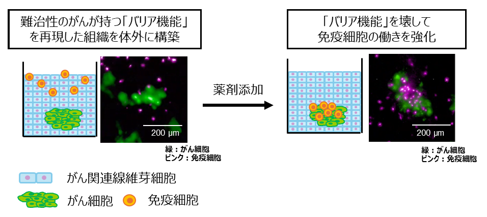 【大阪大】難治性がんの「バリア」を体外で再現し、「バリア」を打ち破る「薬剤候補」の特定に成功 ― 創薬支援事業への貢献を目指す