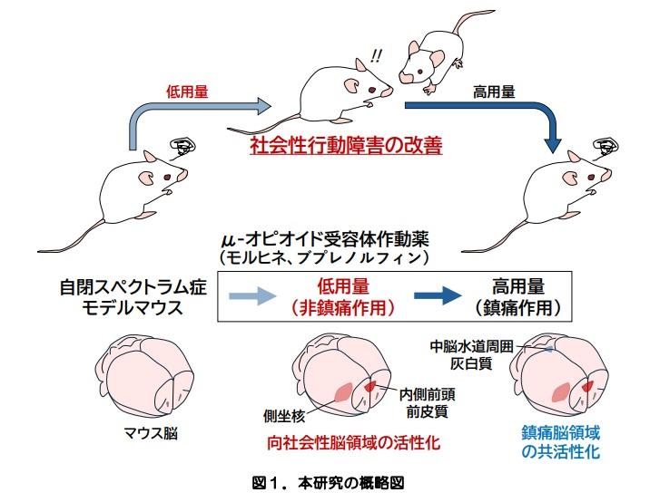自閉スペクトラム症の薬物治療へ新たな光！ ～鎮痛作用を示さない低用量オピオイドが社会性に関わる機能を改善～