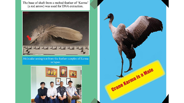 ブータン王国で3年間性別がわからなかった国民的オグロヅル個体 「カルマ」 の性別を日本チームが染色体マーカーで明らかに — ブータン王国で宗教的にも重要な絶滅危惧種オグロヅルの保全に生かす研究成果
