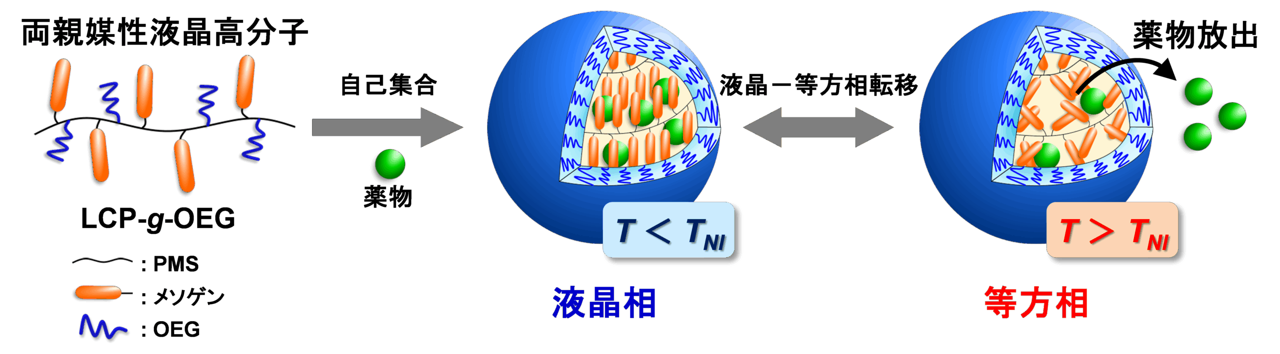 ◆関西大学化学生命工学部・宮田隆志研究室が “ナノサイズの液晶高分子ミセル” を開発◆ ～ 液晶の医療応用。体温付近で薬物放出のON-OFF制御可能 ～