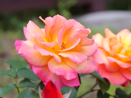 フェリス女学院大学ボランティアセンターの学生スタッフが育てた「アンネのバラ」が今年もまもなく満開に — 国際・平和人権活動「アンネのバラ育成プロジェクト」