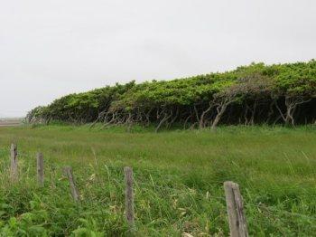 【京都産業大学】マルハナバチの生息地における巣の密度をDNAデータから推定するための方法を開発 — 国際専門誌『Journal of Insect Conservation』に掲載