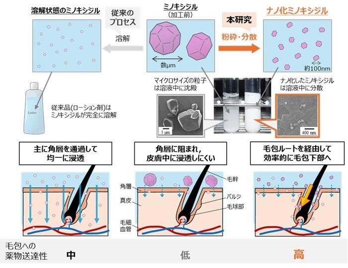 ナノ化ミノキシジルによる早い発毛効果とそのメカニズムを解明