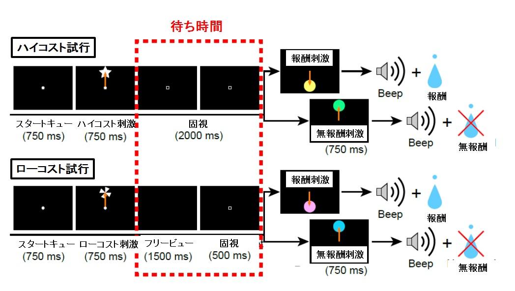 玉川大学脳科学研究所　研究成果　世界初！「働いた後のビールはうまい」脳内メカニズムを発見！ — 報酬を得るための努力がその報酬の価値を上げる脳メカニズム — 科学雑誌”Nature communications”に論文を発表