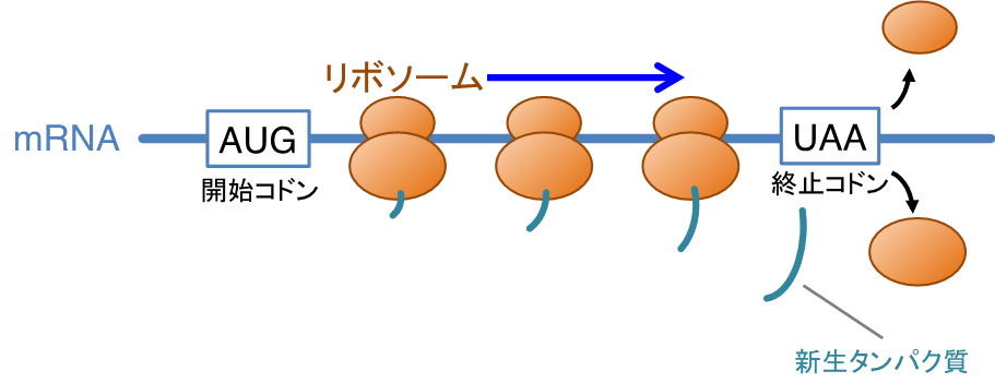 【京都産業大学】タンパク質合成の異常から細胞を救う新たなタンパク質を発見 — 英国科学誌『Nature Communications』オンライン版に掲載
