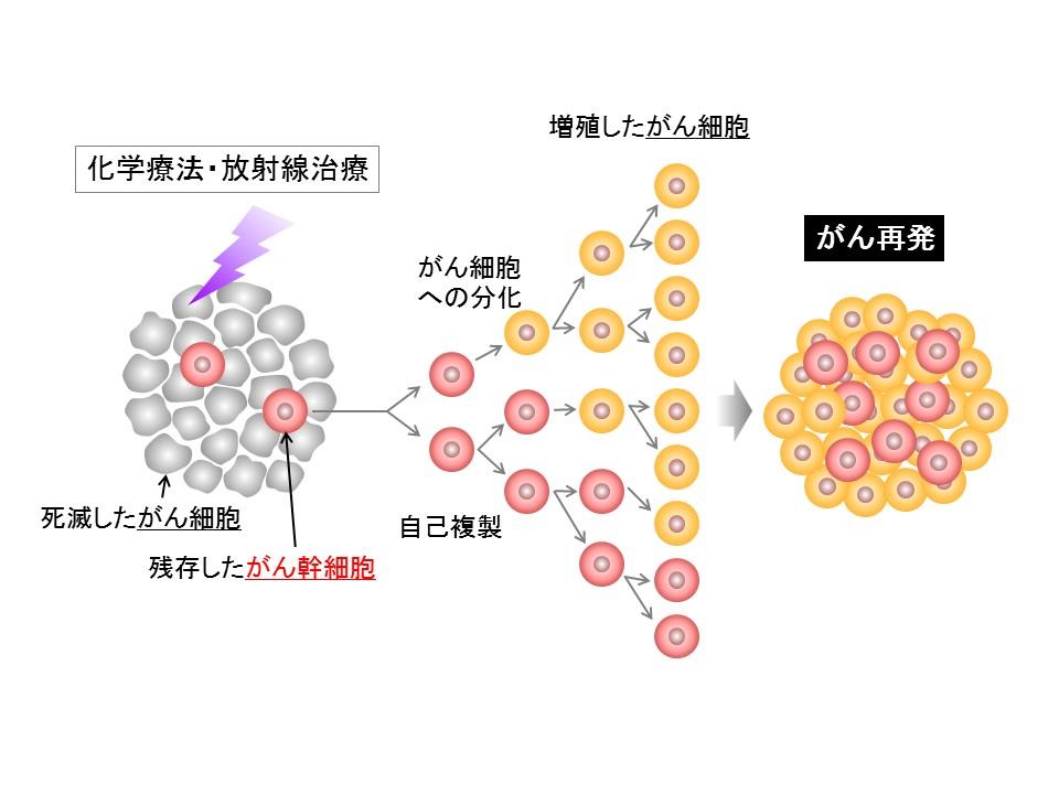 【京都産業大学】乳がんの抗がん剤抵抗性に働く新たな機構を解明–英国科学誌Cell Death & Disease（オンライン版）に掲載