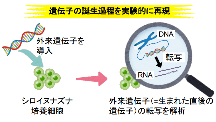 遺伝子誕生の謎 世界初の解明　ゲノム生物学研究室　転写能獲得に新旧遺伝子で綱引き — 摂南大学