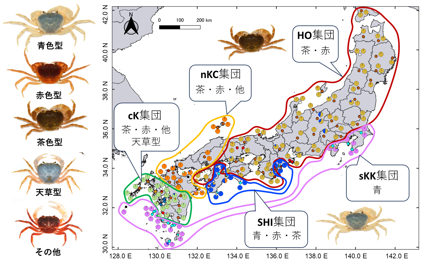 ゲノムから探るサワガニの複雑な分布と進化史　”色”だけでは見抜けない集団構造を明らかに — 摂南大学