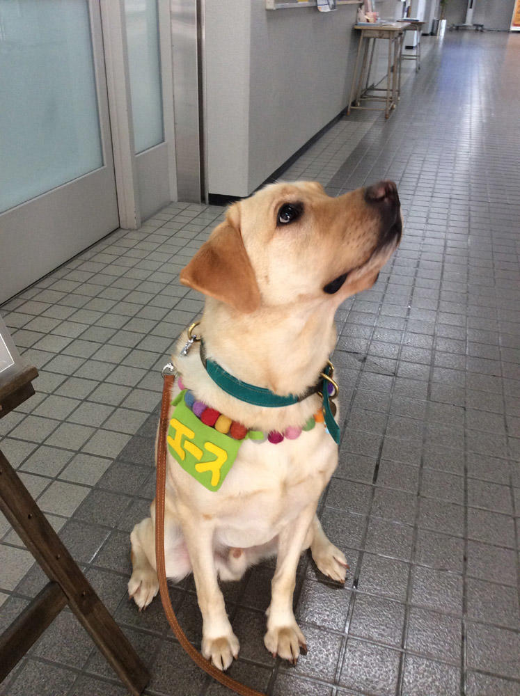 札幌学院大学が12月21日にドッグセラピーを開催 — 学生相談室を利用するきっかけに