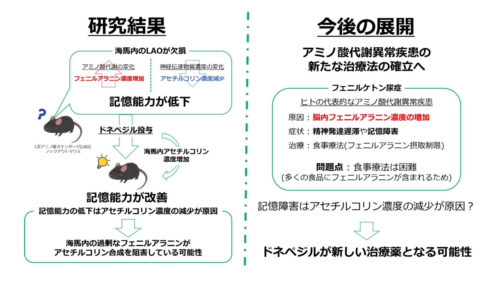 東京農工大学の永岡謙太郎准教授らが海馬内のアミノ酸代謝が記憶能力に影響することを明らかに — アミノ酸代謝異常の難病に対する新たな治療法開発に期待