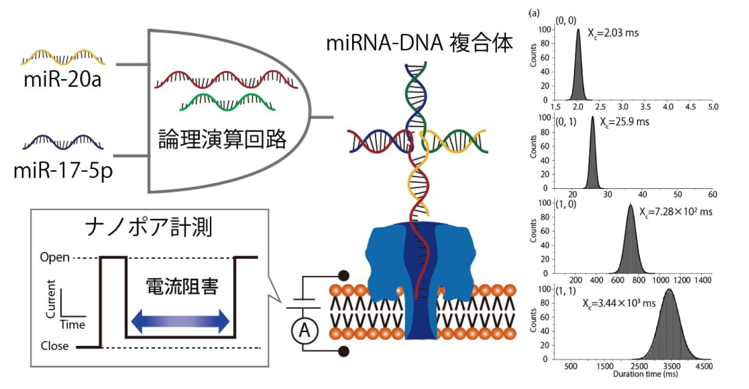 小細胞肺癌が分泌する2種類のマイクロRNAのパターン診断（検出）をDNAコンピュータで実現 — 東京農工大学