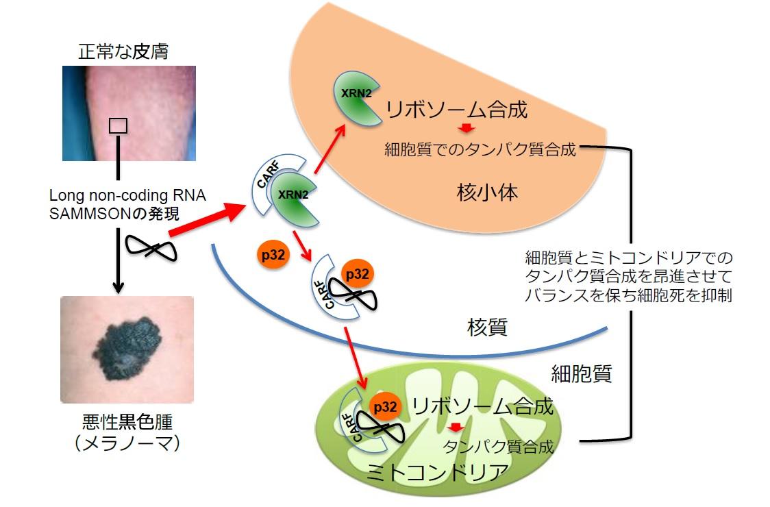 悪性黒色腫（メラノーマ）が細胞死を起こさずに増殖する分子機構を解明 — 東京農工大学