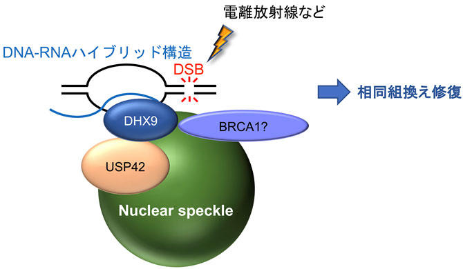 DNAの修復機構を制御する新たな因子を解明  低線量のがん放射線治療への応用などに期待  — 東京工科大学大学院バイオニクス専攻