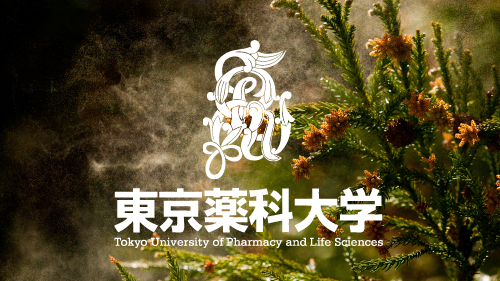 東京薬科大学の安達禎之准教授らがスギ花粉症の発症に関わる花粉内アジュバントと受容体について解明 — スギ花粉症の新たな治療法の開発に期待