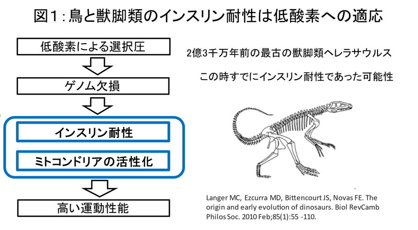鳥への進化はインスリン耐性から始まった　進化学説を論文発表 — 東京工科大学応用生物学部