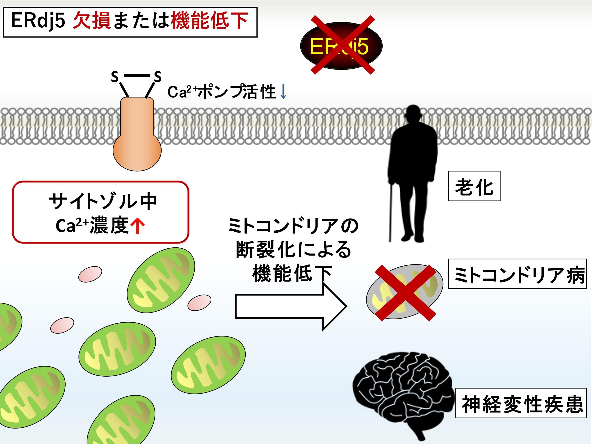 【京都産業大学】アルツハイマー病などの治療法の開発に期待。細胞老化を引き起こす仕組みを解明 — 英国科学雑誌「Scientific Reports」（オンライン版）に掲載