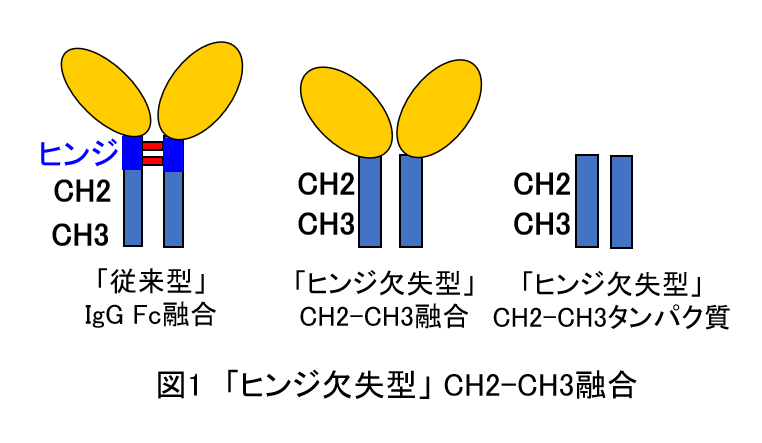 副作用の少ないバイオ医薬品の血中安定性の向上技術に進展 — 汎用性とコストに優れた大腸菌による製造手法を確立 — 東京工科大学応用生物学部