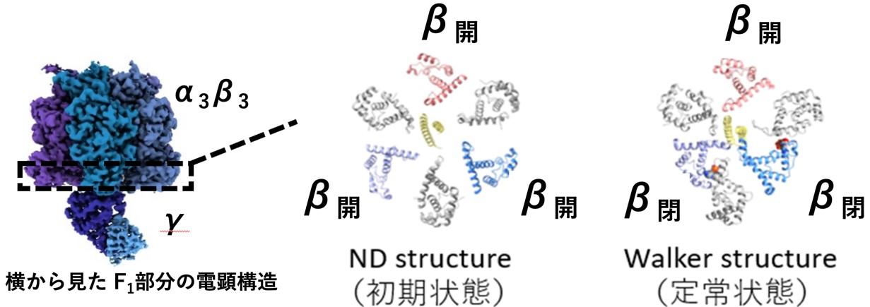 【京都産業大学】クライオ電子顕微鏡を使いATP合成酵素のスタートアップ機構を解明 — PNAS Nexus電子版（Oxford 出版社）に掲載