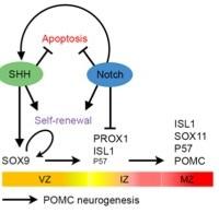 東京医科大学が、「摂食抑制ニューロンの産生制御シグナルを解明 — メタボリックシンドローム予防へ向けた新たな展開 –」（医学科学生も研究に参加）