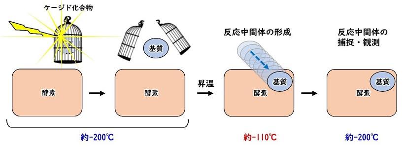 兵庫県立大学大学院理学研究科の城宜嗣特命教授らによる研究グループが反応途中の酵素を観るための新手法を開発 — 光をあてて温度を変えるだけ