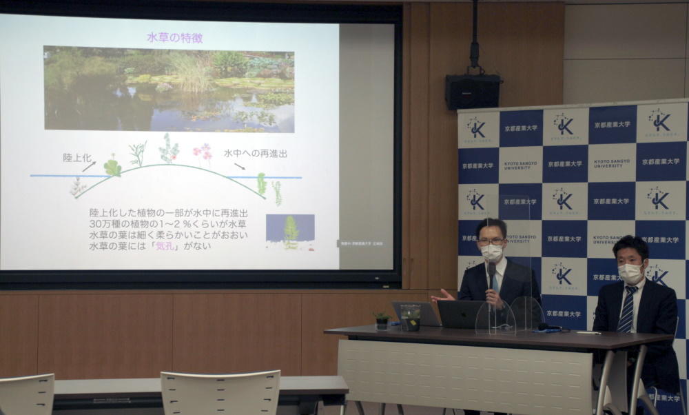 【京都産業大学】水陸両生植物の気孔の謎 — 水没しても生き延びる仕組みを解明！ — 国際学術誌 『Current Biology』に掲載
