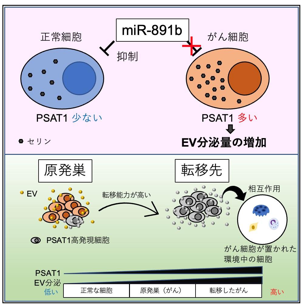 【東京医科大学】がん細胞をはじめとする種々のエクソソーム分泌の新たな機序解明　～ 乳がんなどのがん転移阻害剤の開発に貢献する可能性 ～