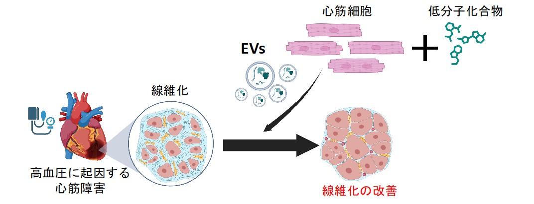【東京医科大学】心筋由来の細胞外小胞が持つ抗線維化作用の発見　〜細胞外小胞を用いた心臓線維化に対する新規治療法の開発に向けて〜