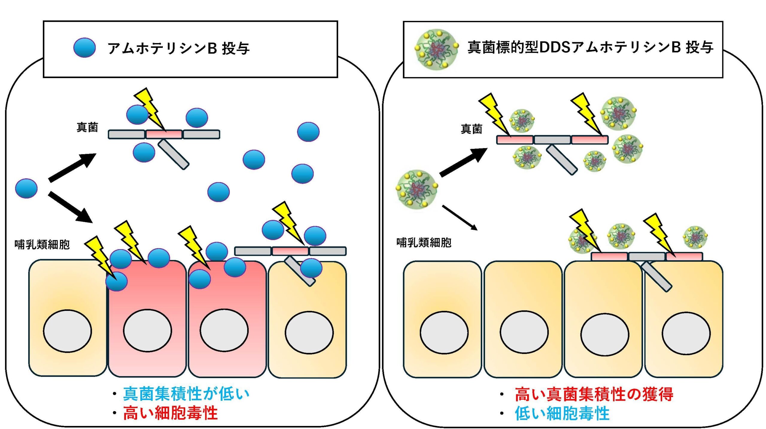 【東京医科大学】真菌標的型ドラッグデリバリーシステムを開発　～難渋する真菌症の薬物治療への応用に期待～