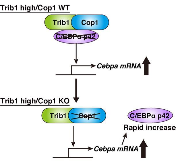 【東京医科大学】白血病における蛋白質分解の重要性を解明　～がん抑制遺伝子の分解がもたらす悪性化の意義と対策～