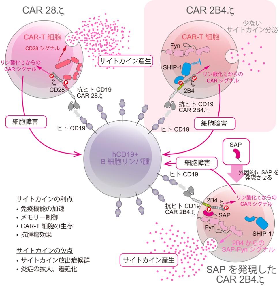 東京医科大学・熊本大学の共同研究チーム「サイトカインストームを回避する新たなCAR-T細胞療法　補助刺激受容体2B4を用いたCARの基盤研究」 〜新たな免疫チェックポイント療法やCAR-T細胞療法への応用に期待〜