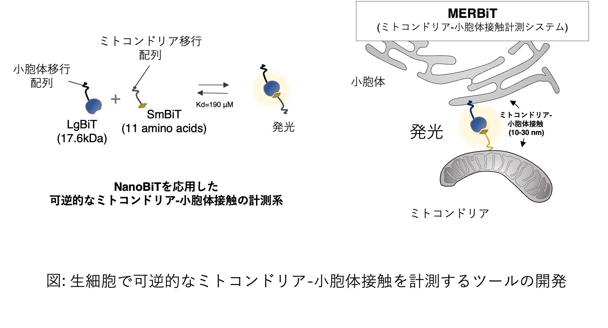【学習院大学】ミトコンドリアのストレス対策メカニズムを解明！細胞の健康を守る仕組みを発見