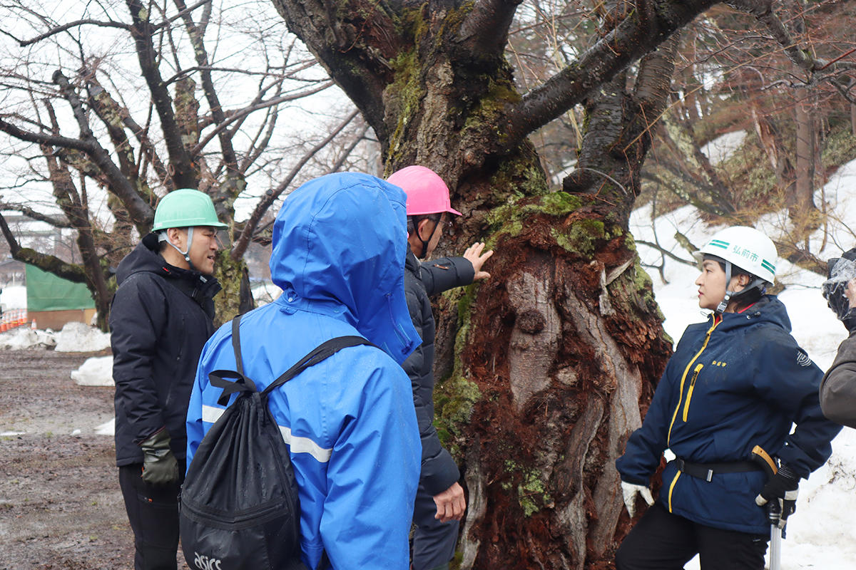 弘前大学が浪江町の桜復興を支援 ～ 弘前公園で福島イノベーション・コースト構想推進事業における教育プログラムを実施