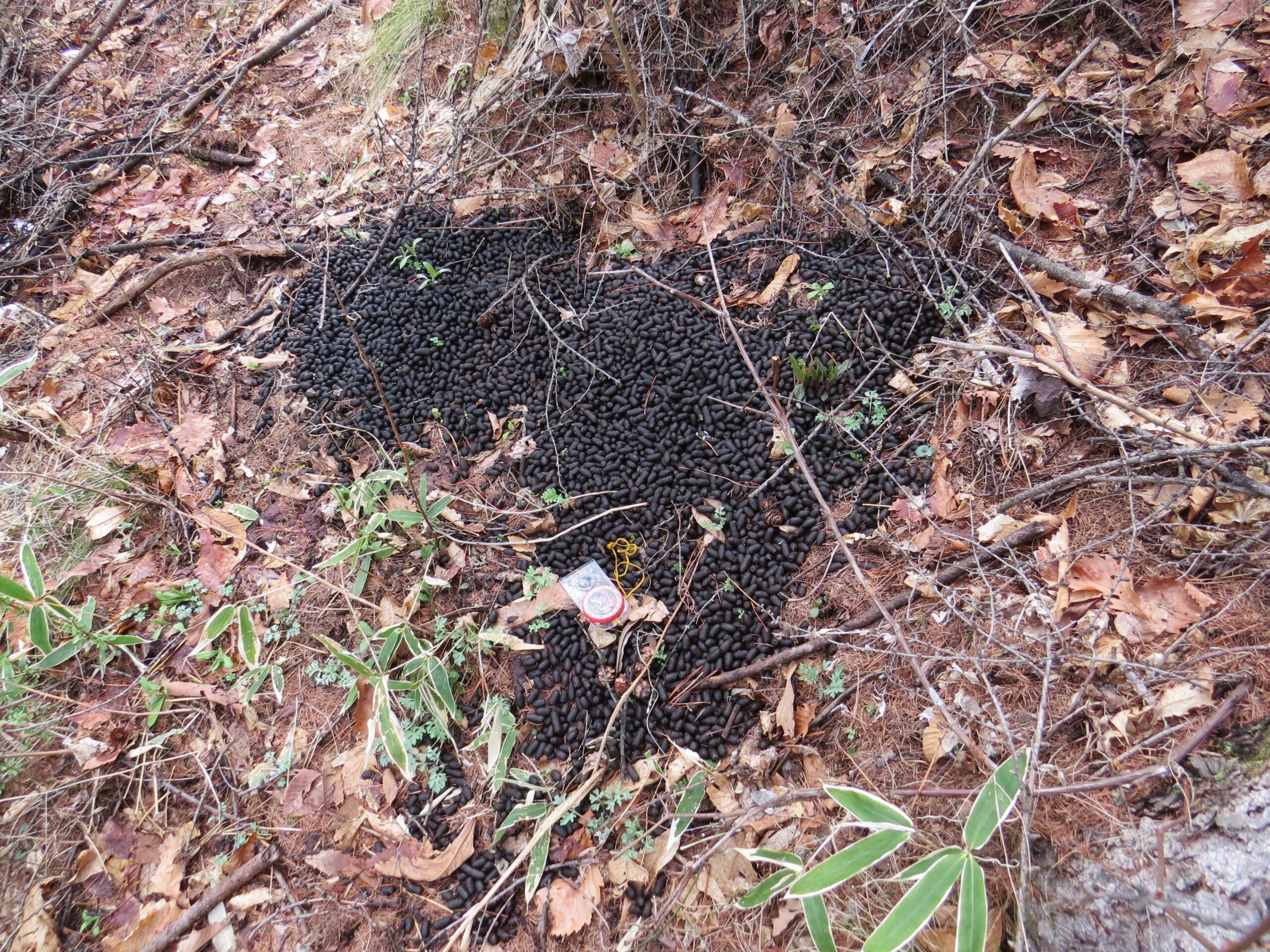 【麻布大学】ニホンカモシカのメスは オスへアピールするために糞の山をつくる？