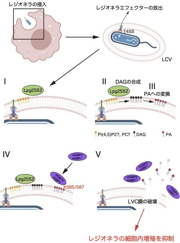 【東京薬科大学/大阪大学/岐阜大学/京都大学】細胞内において自己・非自己の境界線を決定する分子パターンの発見 ～自己由来成分の病原体含有液胞をセルオートノマス免疫系が捕捉するメカニズムの解明～