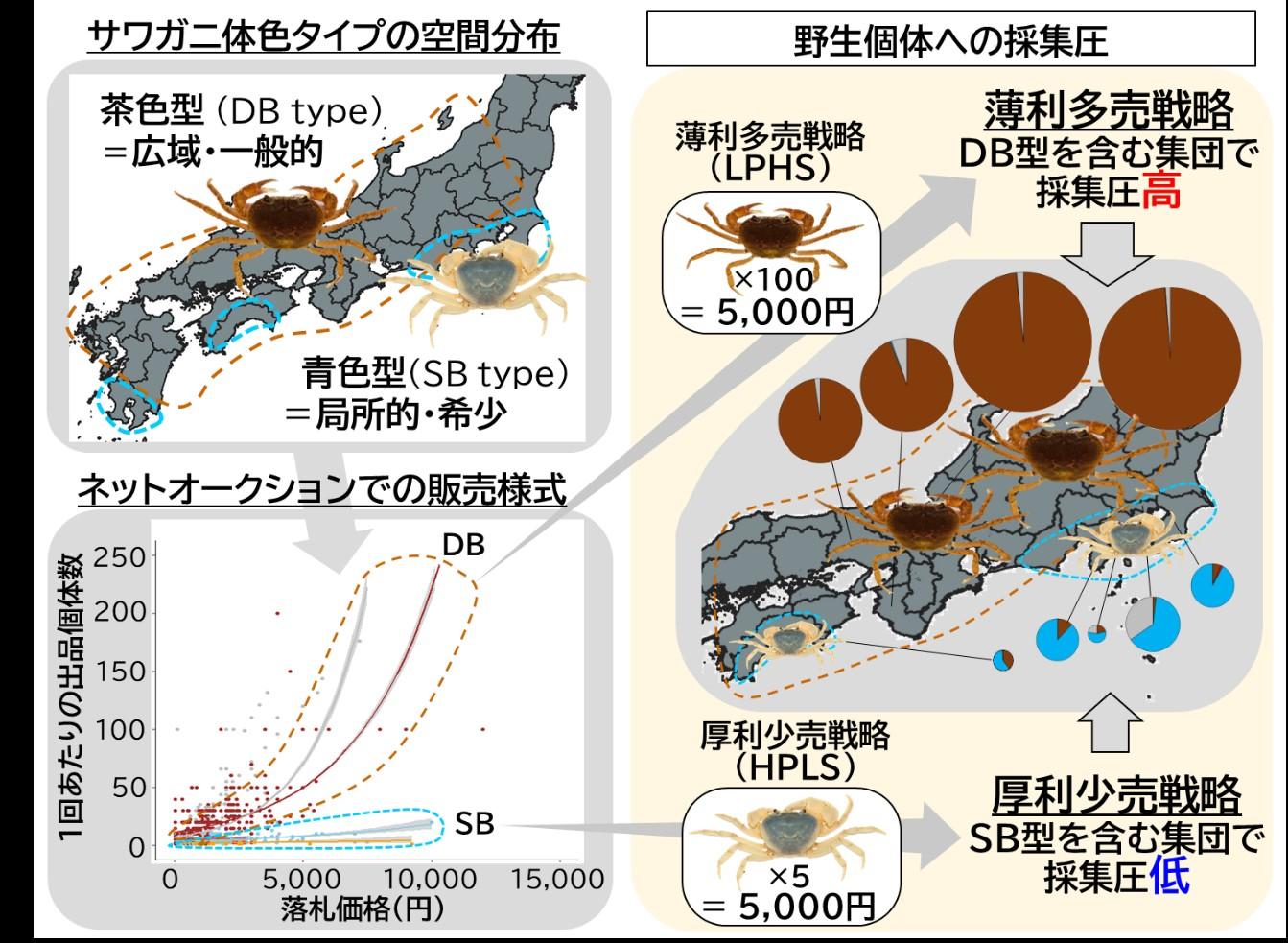 「色」で決まるサワガニの売り方　オンライン取引を介した採集圧にも影響あり! — 摂南大学