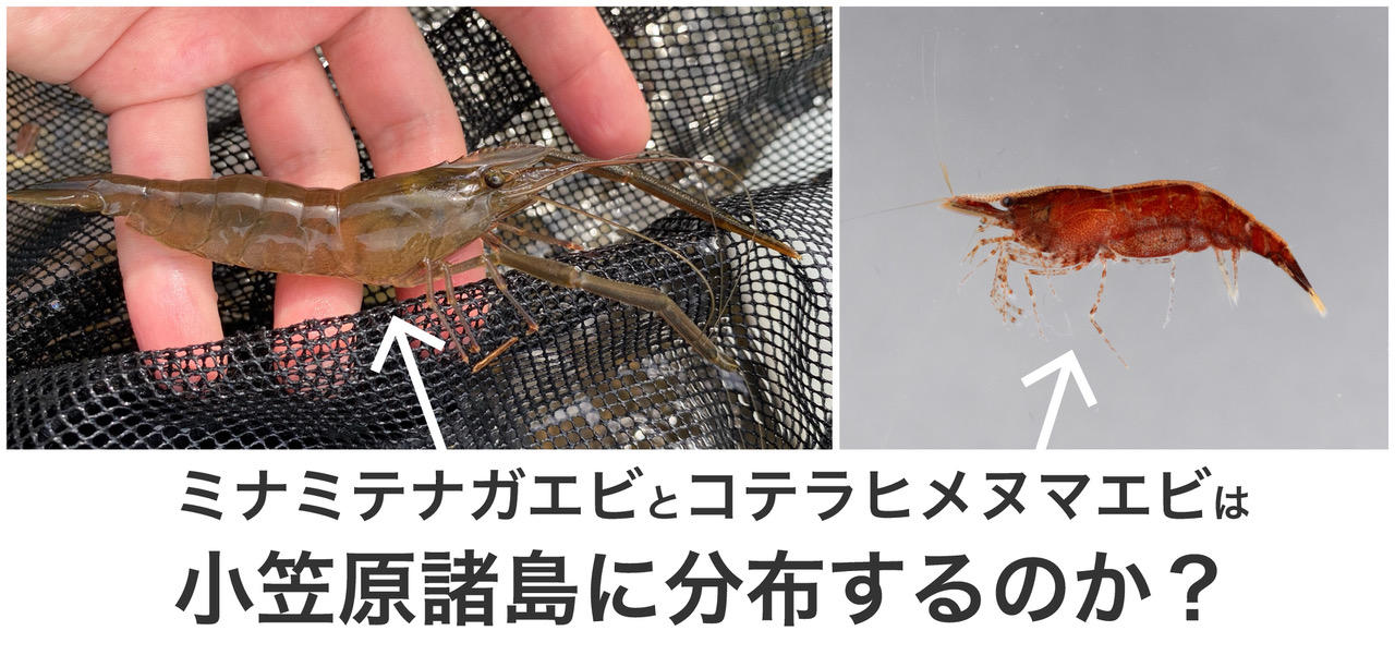 小笠原諸島に淡水エビ類は何種　定説10種を野外と文献の調査・博物館標本から再検討 — 摂南大学