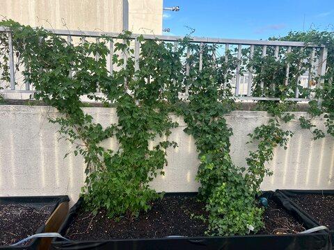 【明星大学】学生が育てたホップと地域素材でつくるオリジナルビールを販売―10月2日（木）〜10月5日（日）「せいせき秋のビールまつり」にて