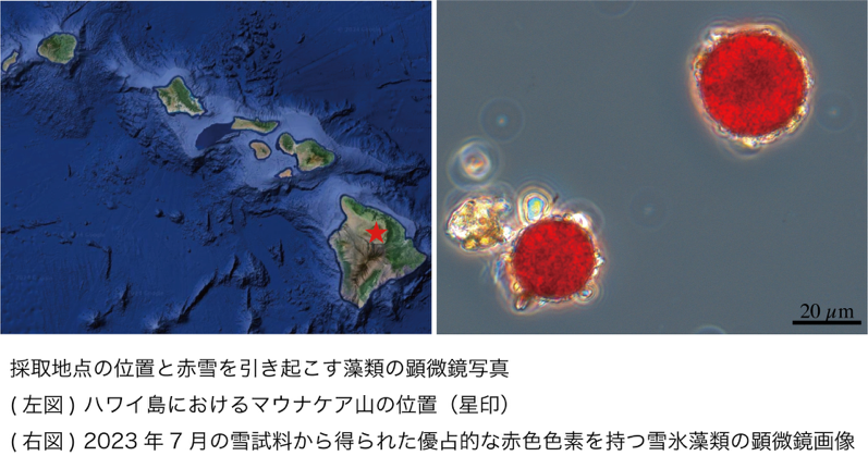 “世界で最も孤立した雪氷圏・ハワイ島マウナケア山で雪氷藻類による「赤い雪」を発見 — 大阪工業大学