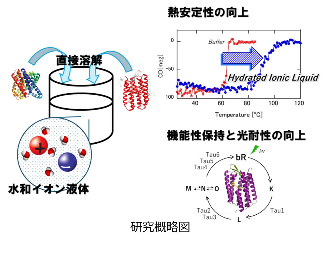 【東京薬科大学・名古屋工業大学・大阪大学】”水和イオン液体”で膜タンパク質の構造と機能を長期安定化――創薬・バイオデバイス開発に新たな道を切り拓く革新技術を発表