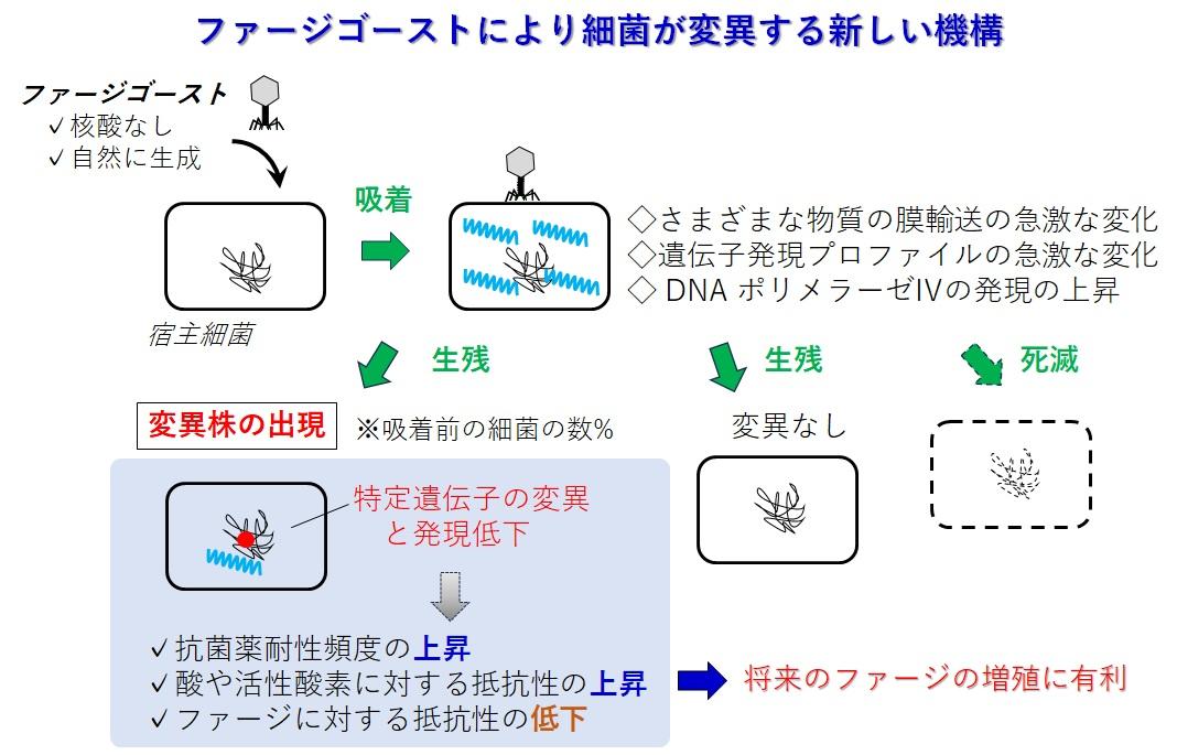 ウイルスがゴースト使い”生存戦略”　細菌を変異させる新しい仕組みを発見 — 摂南大学
