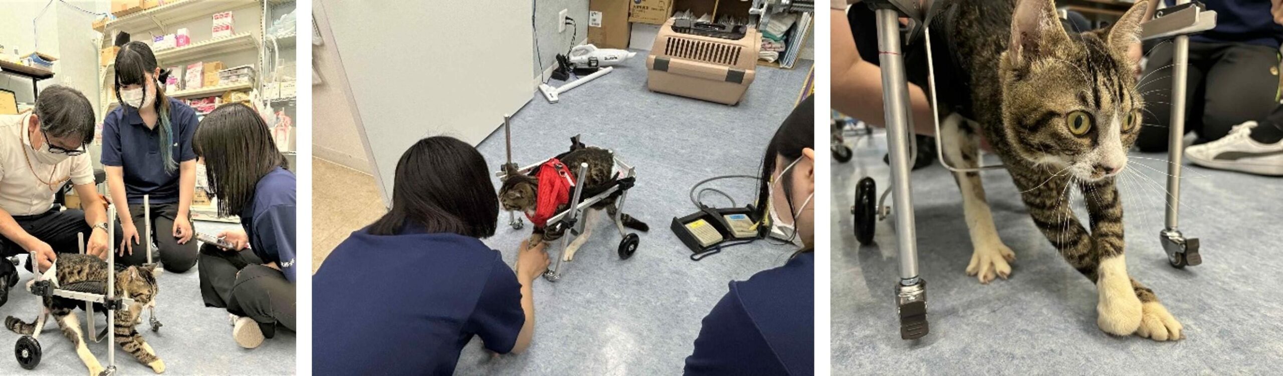 義肢装具学ぶ学生が動物のＱＯＬ向上へ研究会　動物病院や動物園と連携し、治療の可能性広げる — 広島国際大学