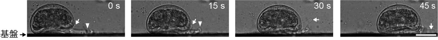 多くの”仮足”を巧みに使う有殻アメーバの動き方を解明 ～単細胞生物とは思えない精密な運動の仕組み～