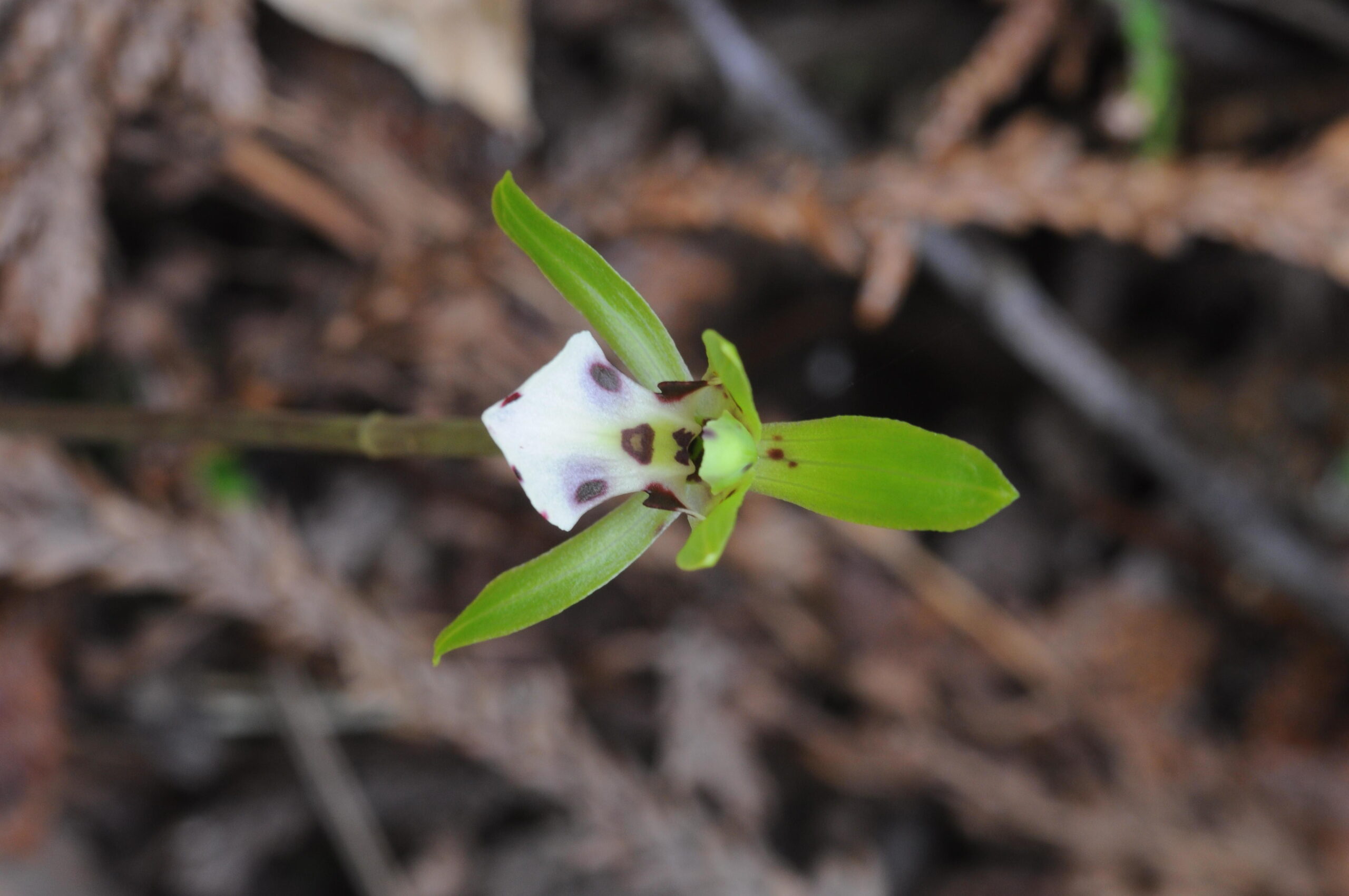 1属1種だと思われていた野生ランが、実は2種だった！  ～ラン科イチヨウラン属の分類学的再検討～