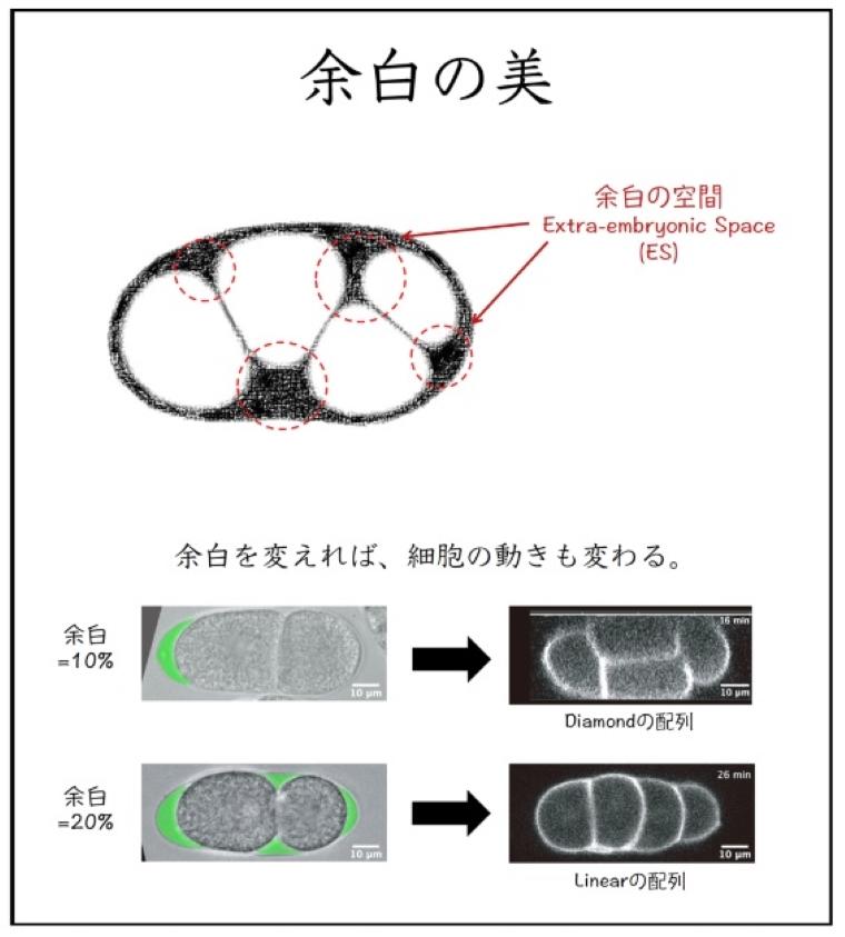 「生命の余白の美」卵殻内の空き空間は細胞配列を制御する — 数学と生物実験の融合研究で画期的な細胞配列メカニズムを解明【京都大学、神奈川工科大学、国立遺伝学研究所】