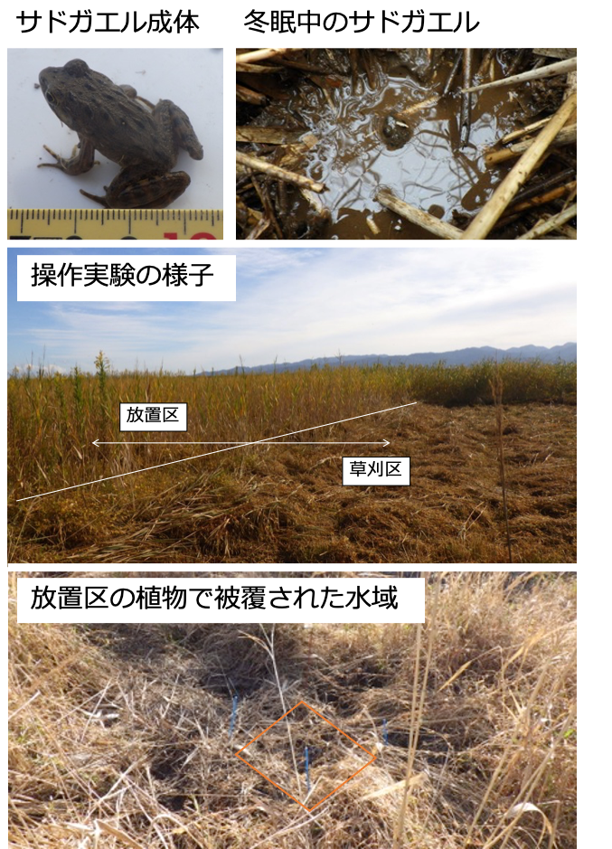 【龍谷大学】新潟県佐渡島の固有両生類サドガエルの越冬環境に迫る調査を実施。水生動物の生息環境保全策の提案へ