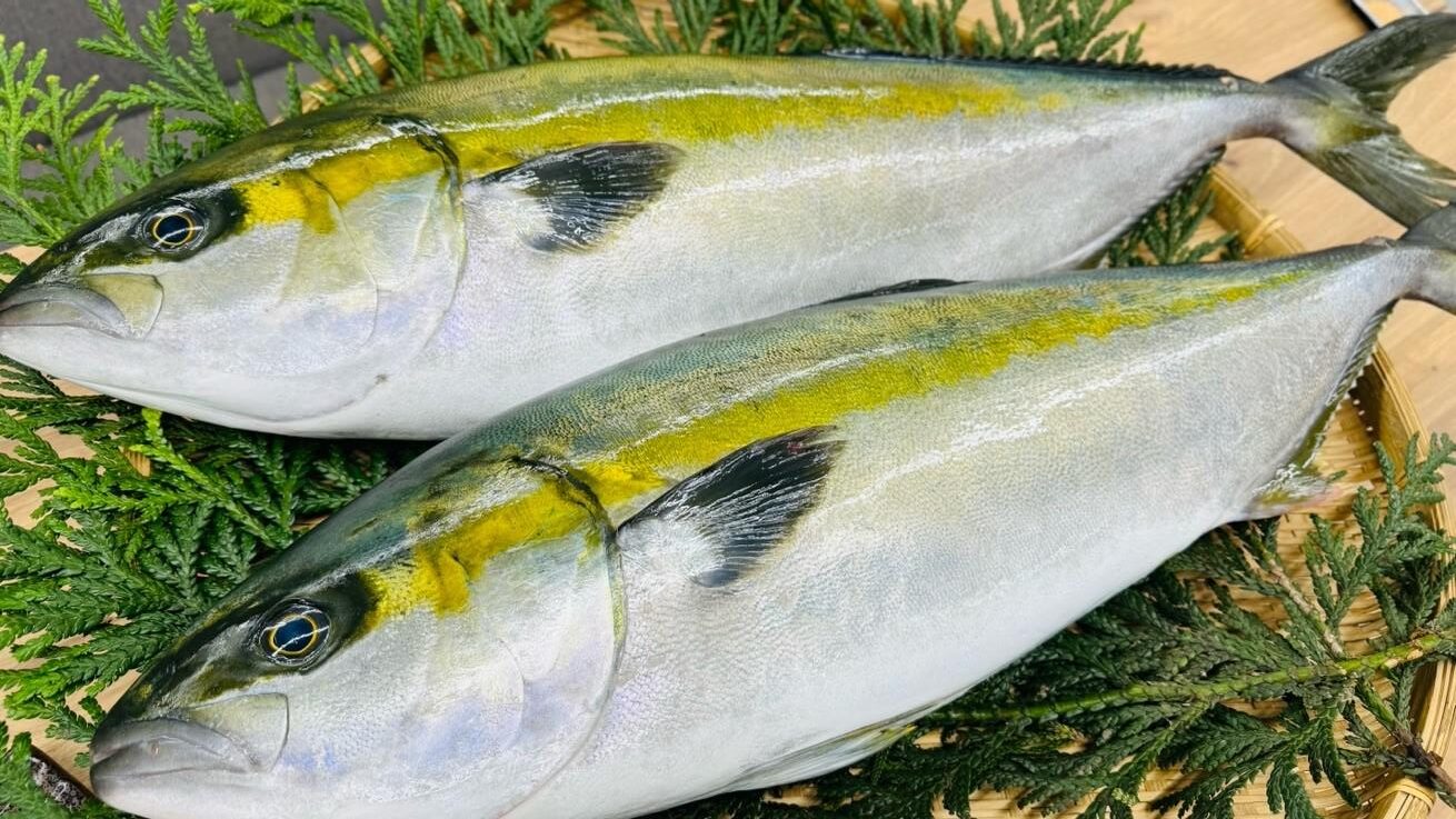 回転すし業界初！　近畿大学とニチレイフーズが開発した「アセロラブリヒラ」を6月7日（金）から「くら寿司」全店舗で販売