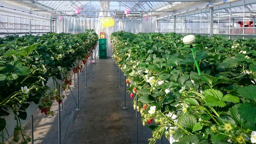 いちごの収穫量増大を可能にする圃場全体のモニタリングシステムの研究成果を展示。金沢工業大学が産学連携で進めるイノベーション創出の一端をご覧ください